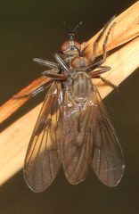 Rhamphomyia