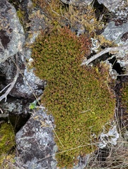 (c) Yuri Sofronov, some rights reserved (CC BY) Muehlenbeckia volcanica, photograph (c) Yuri Sofronov, some rights reserved (CC BY)