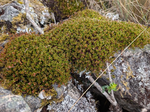 Muehlenbeckia volcanica