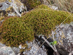 Muehlenbeckia volcanica