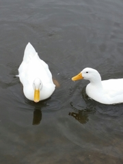 Anas platyrhynchos domesticus