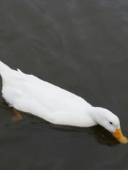 Anas platyrhynchos domesticus