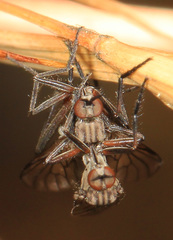 Rhamphomyia