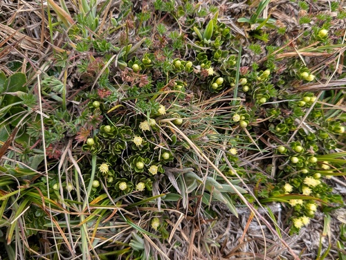 Baccharis caespitosa, photograph 2