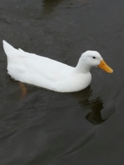 Anas platyrhynchos domesticus