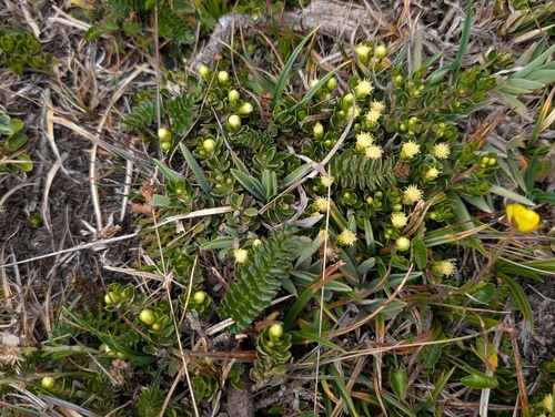 Baccharis caespitosa, photograph 4