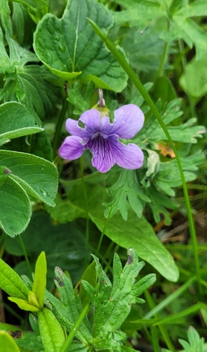 Viola langsdorffii, photograph 5