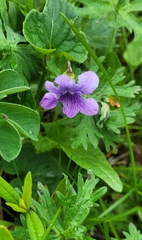 Viola langsdorffii, photograph Pavel Smirnov, CC BY, iNaturalist via GBIF