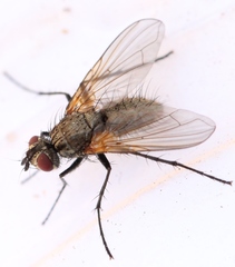 Macquartia grisea
