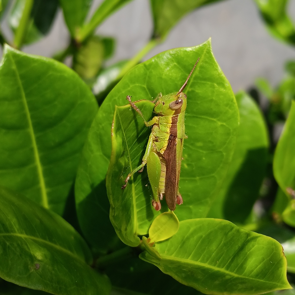 Chinese rice grasshopper (Oxya chinensis)