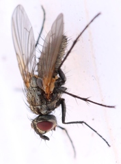 Macquartia grisea