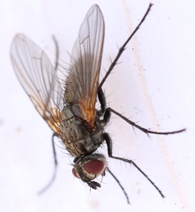 Macquartia grisea