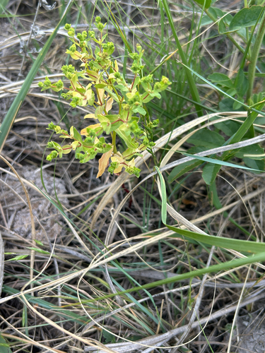 Euphorbia spathulata, photograph 3