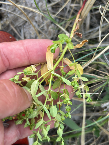 Euphorbia spathulata, photograph 2