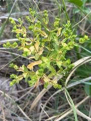 Euphorbia spathulata, photograph author not stated, no rights reserved