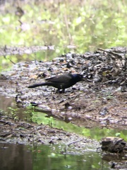 Quiscalus quiscula versicolor