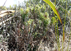 Leptecophylla robusta