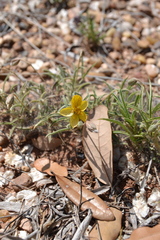 Senna pumilio