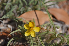 Senna pumilio