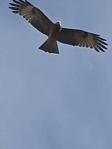 Square-tailed Kite