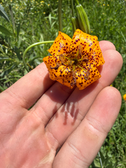 (c) Mike Butler, some rights reserved (CC BY) Lilium kelleyanum, photograph (c) Mike Butler, some rights reserved (CC BY)