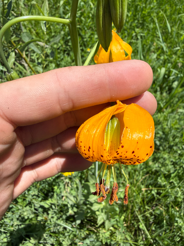 Lilium kelleyanum, photograph 6