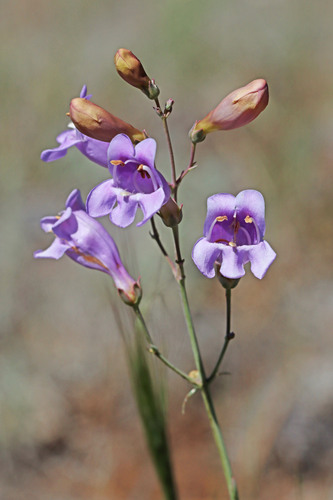 Penstemon nudiflorus