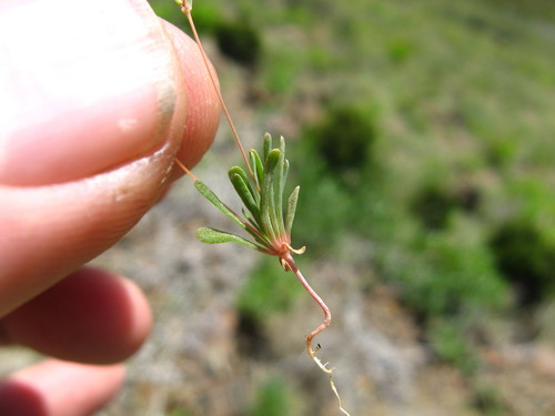 Hypertelis umbellata image