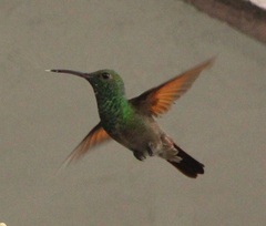 Saucerottia beryllina