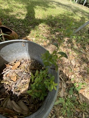 Ligustrum quihoui