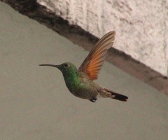 Saucerottia beryllina