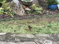Turdus migratorius