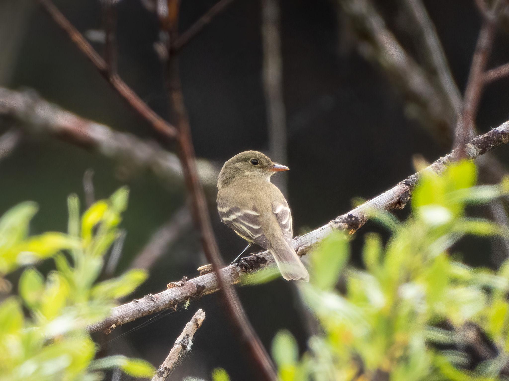 Alder Flycatcher (Empidonax alnorum), photo 8