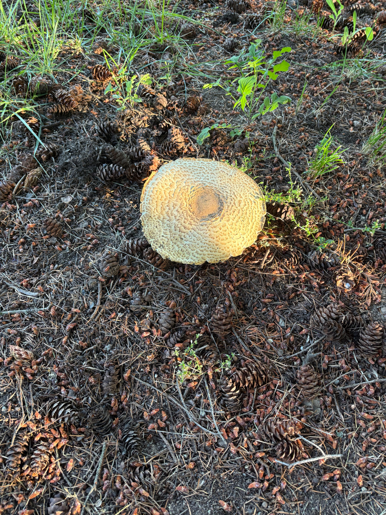 The Prince · June 2026 · photo: Photo: (c) Arden Hoover, some rights reserved (CC BY) · iNaturalist