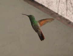 Saucerottia beryllina