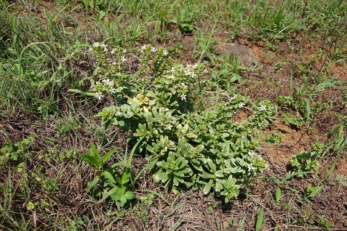 Lysimachia mauritiana, photograph 1