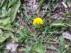 Taraxacum officinale