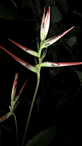 Heliconia acuminata, photograph 1