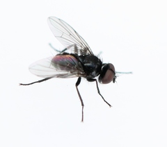 Microsoma exiguum