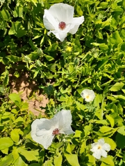 Argemone albiflora texana