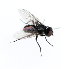 Microsoma exiguum