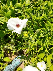 Argemone albiflora texana