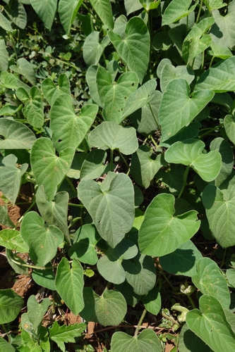 Ipomoea biflora, photograph 1