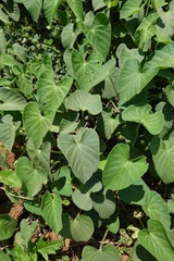 Ipomoea biflora