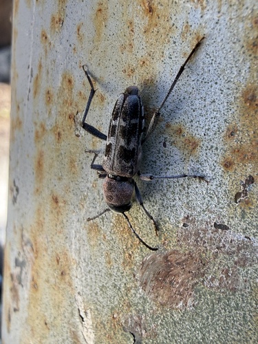 iNaturalist observation photo of Xylotrechus albonotatus