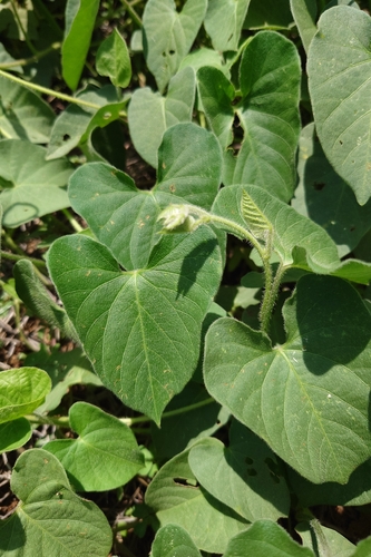 Ipomoea biflora, photograph 2