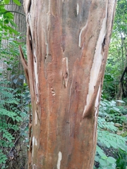 Giant Crape Myrtle (Lagerstroemia caudata)