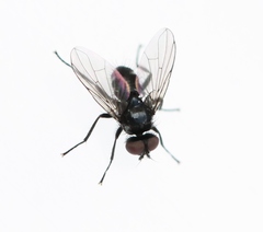 Microsoma exiguum