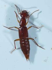 Biocrypta prospiciens