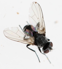 Microsoma exiguum